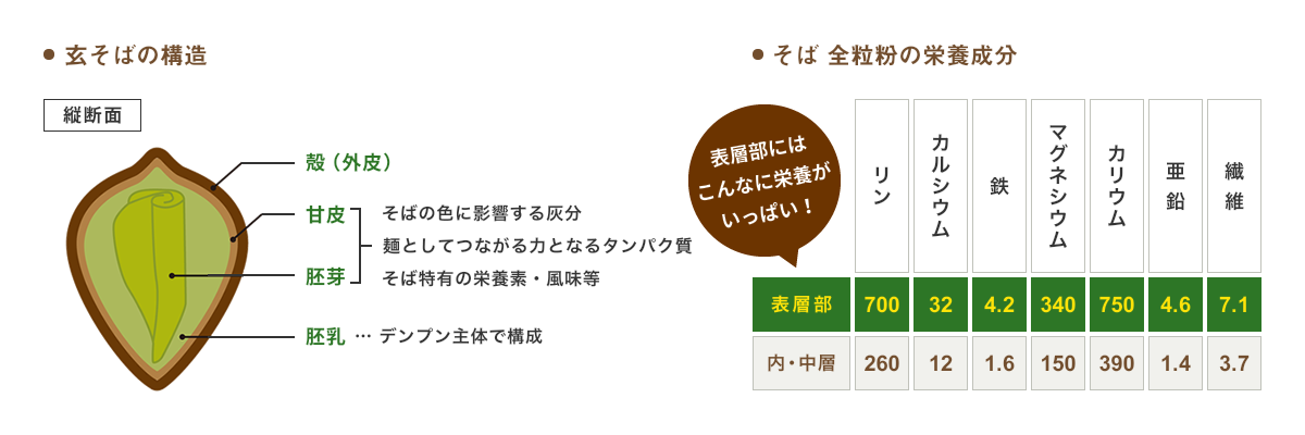 玄そばの構造 そば 全粒粉の栄養成分
